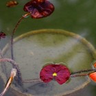 Bilim dünyası için yeni bir tür